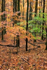 Babcock State Park WV 04