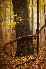 Babcock State Park WV 07