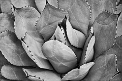 Longwood Gardens, Kennett Square, PA - 02