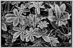 Yankee Boy Basin - 04