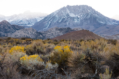 Eastern Sierra 20
