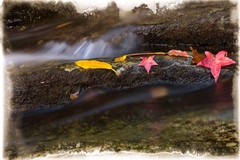 Great Smoky Mountains TN NC 02