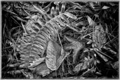 Great Smoky Mountains TN NC 06