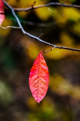 Great Smoky Mountains TN NC 07