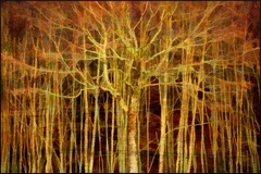 Great Smoky Mountains TN NC 20