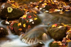 Great Smoky Mountains TN NC 22