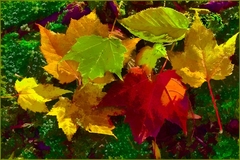 Great Smoky Mountains TN NC 24