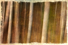 Great Smoky Mountains TN NC 26