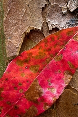 Great Smoky Mountains TN NC 29