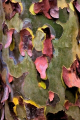 Great Smoky Mountains TN NC 31