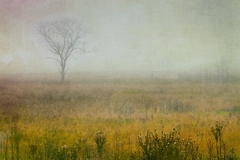 Great Smoky Mountains TN NC 36