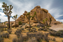Joshua Tree CA