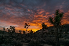 Joshua Tree CA 04