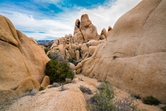 Joshua Tree CA 05
