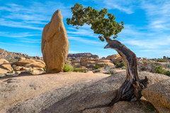 Joshua Tree CA 10