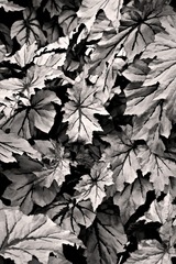 Longwood Gardens Kennett Square PA