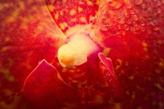 Longwood Gardens Kennett Square PA 04