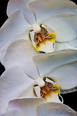 Longwood Gardens Kennett Square PA 05