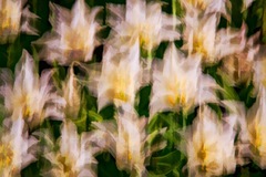 Longwood Gardens Kennett Square PA 07