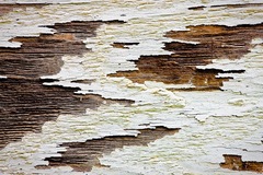 My Small World Macrophotography