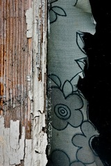 My Small World Macrophotography 03