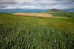 Palouse WA 17